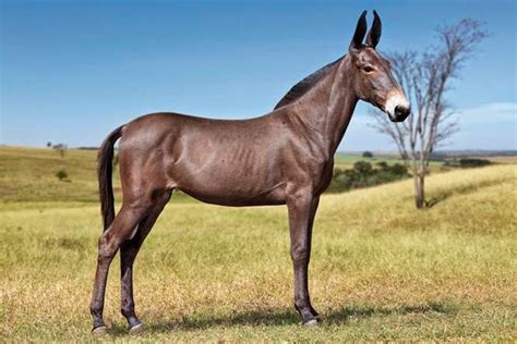 cruzamento de mula com cavalo|cruzamento de cavalo com jumenta nasce burro ou mulas.